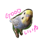 セキセイインコのミロ（個別スタンプ：4）