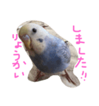 セキセイインコのミロ（個別スタンプ：5）