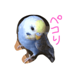 セキセイインコのミロ（個別スタンプ：6）