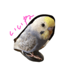 セキセイインコのミロ（個別スタンプ：7）