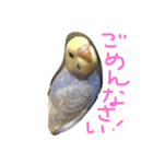 セキセイインコのミロ（個別スタンプ：8）