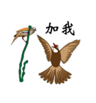 Bird body language（個別スタンプ：11）