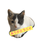 わが家のニャンコ 2（個別スタンプ：3）