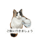 わが家のニャンコ 2（個別スタンプ：7）
