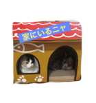 わが家のニャンコ 2（個別スタンプ：8）