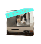 わが家のニャンコ 2（個別スタンプ：9）