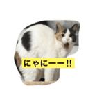 わが家のニャンコ 2（個別スタンプ：12）
