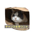 わが家のニャンコ 2（個別スタンプ：13）