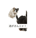 わが家のニャンコ 2（個別スタンプ：15）