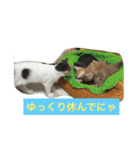 わが家のニャンコ 2（個別スタンプ：16）