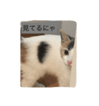 わが家のニャンコ 2（個別スタンプ：18）