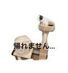 わが家のニャンコ 2（個別スタンプ：19）