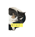 わが家のニャンコ 2（個別スタンプ：21）