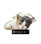 わが家のニャンコ 2（個別スタンプ：22）