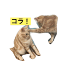わが家のニャンコ 2（個別スタンプ：25）