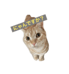 わが家のニャンコ 2（個別スタンプ：26）
