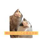 わが家のニャンコ 2（個別スタンプ：31）