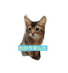 わが家のニャンコ 2（個別スタンプ：32）