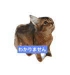 わが家のニャンコ 2（個別スタンプ：33）