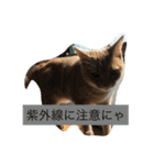 わが家のニャンコ 2（個別スタンプ：35）