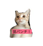 わが家のニャンコ 2（個別スタンプ：38）