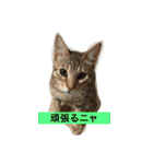わが家のニャンコ 2（個別スタンプ：40）