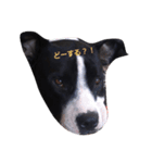 Lovely Zeus（個別スタンプ：8）