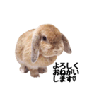 ロップイヤーのうめきち（個別スタンプ：4）