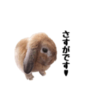 ロップイヤーのうめきち（個別スタンプ：14）