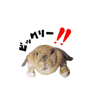ロップイヤーのうめきち（個別スタンプ：15）