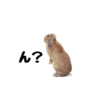 ロップイヤーのうめきち（個別スタンプ：19）