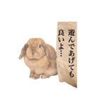 ロップイヤーのうめきち（個別スタンプ：22）