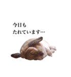 ロップイヤーのうめきち（個別スタンプ：23）