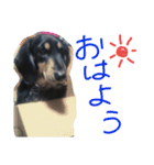 クロワンコ（個別スタンプ：1）