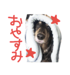 クロワンコ（個別スタンプ：2）