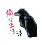 クロワンコ（個別スタンプ：4）