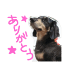 クロワンコ（個別スタンプ：6）