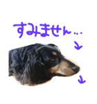 クロワンコ（個別スタンプ：7）