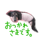 クロワンコ（個別スタンプ：11）