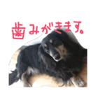クロワンコ（個別スタンプ：13）