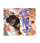 クロワンコ（個別スタンプ：15）