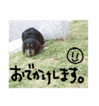 クロワンコ（個別スタンプ：16）