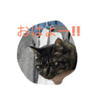 こまる2（個別スタンプ：1）