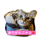 ウィンキー大好き（個別スタンプ：3）