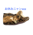ウィンキー大好き（個別スタンプ：5）