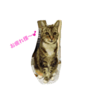 ウィンキー大好き（個別スタンプ：6）