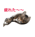ウィンキー大好き（個別スタンプ：10）