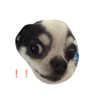 チワワのジャックくん(文字入り)（個別スタンプ：3）