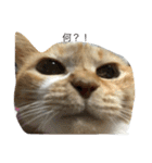 猫のみるく♪（個別スタンプ：1）