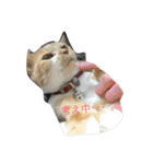 猫のみるく♪（個別スタンプ：2）